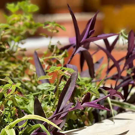 Captain Vasilis Chania (Crete)