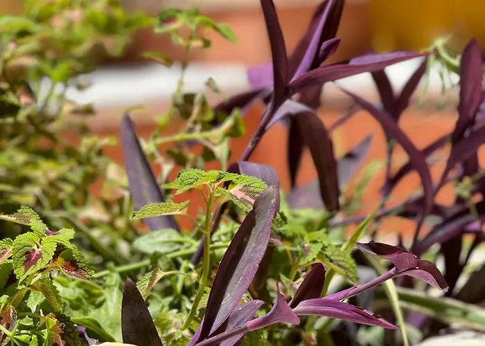 Captain Vasilis חאניה